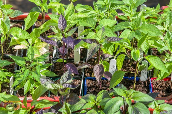 pimets plants 18 février 2020 2