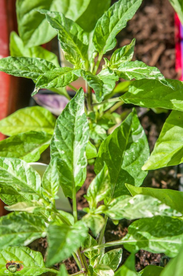 pimets plants 18 février 2020 3
