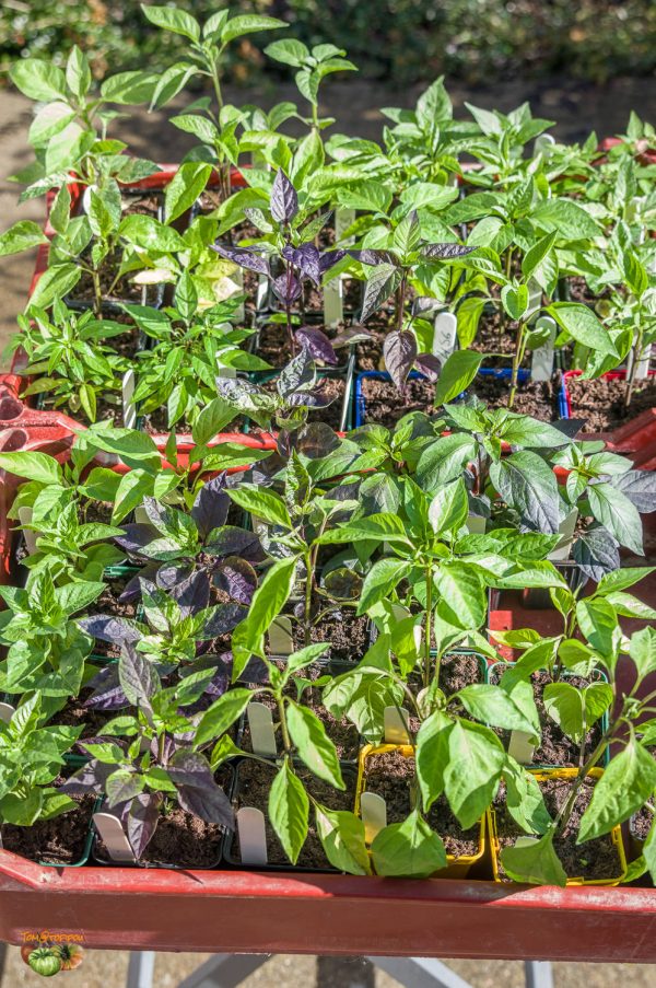 pimets plants 18 février 2020