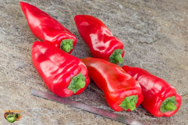 piquillo 20 septembre 2019