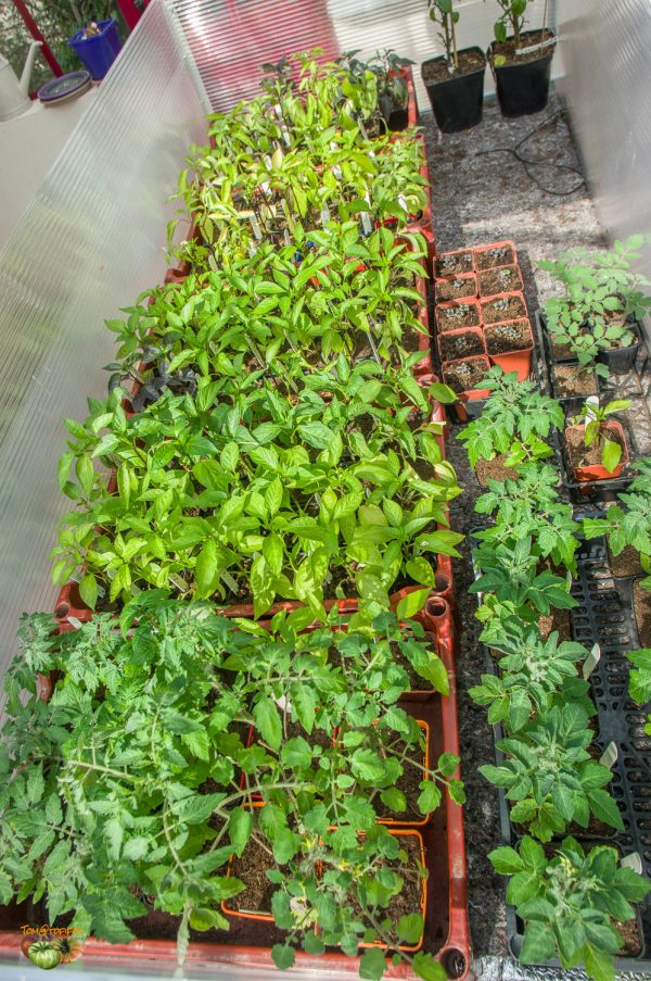 plant 21 mars 2020 2