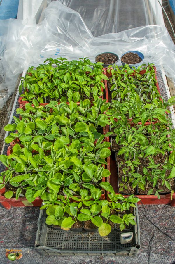 plant 21 mars 2020