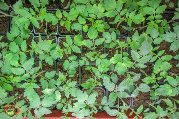 plant arnold 31 mars 2020