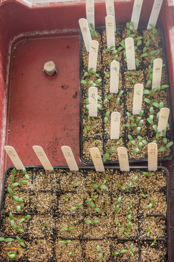 plant aubergine 03 février 2020