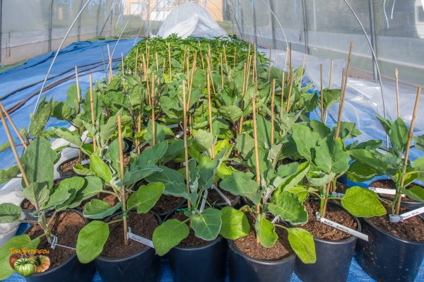 plant aubergine 18 avril 2020