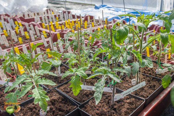 plant greffe 31 mars 2020 2