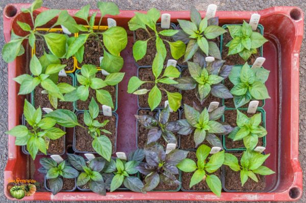 plant piments 03 février 2020 2