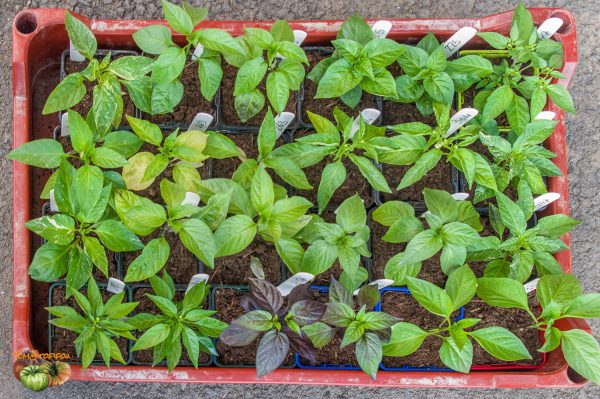 plant piments 03 février 2020