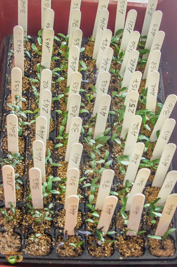 plant poivron 03 février 2020 2