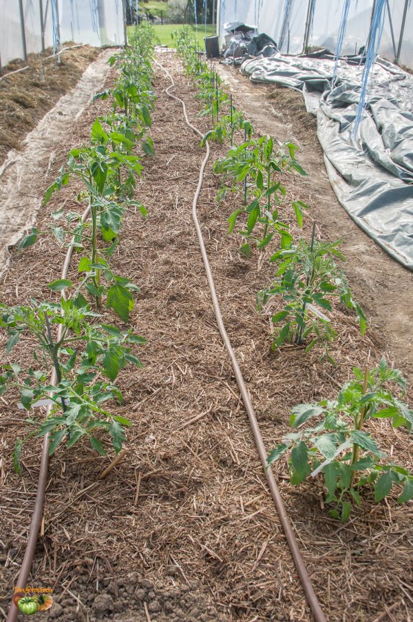 plant serre 18 avril 2020