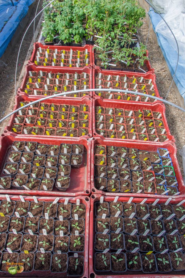 plant serre 31 mars 2020