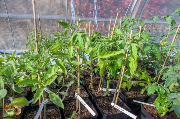 plant tomate 31 mars 2020