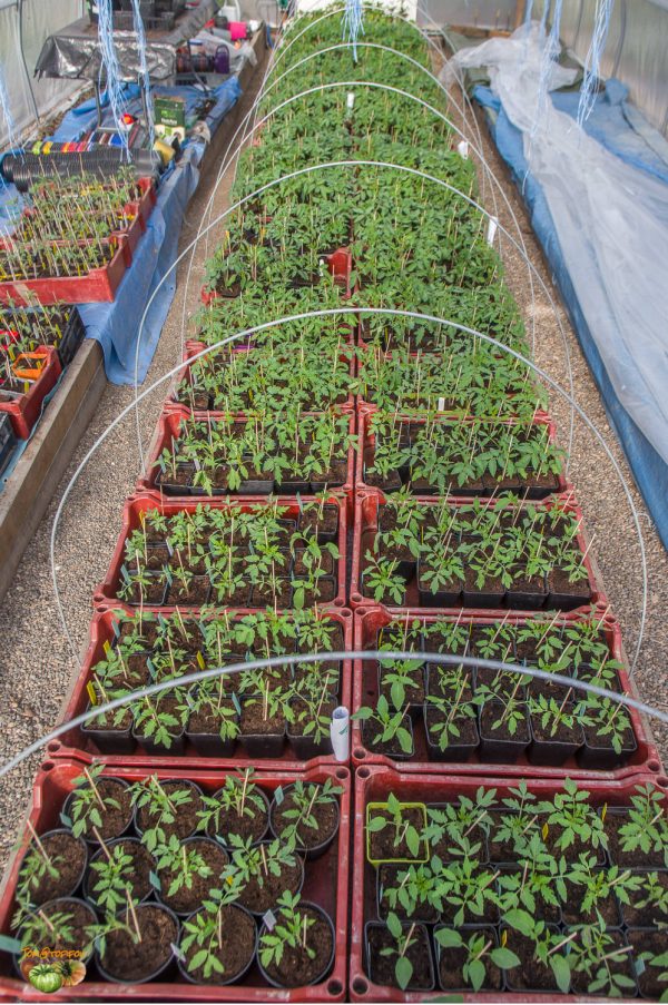 plants 18 avril 2020 2