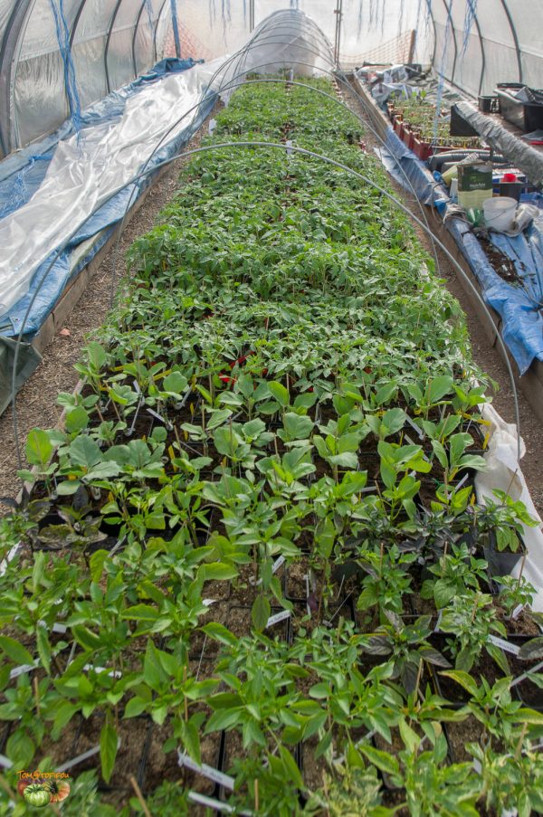 plants 18 avril 2020
