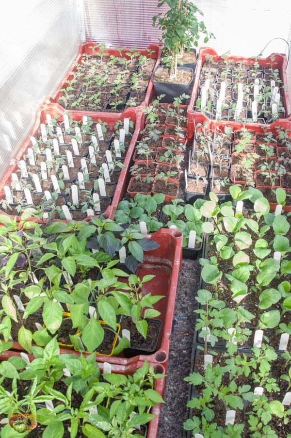 plants 18 février 2020