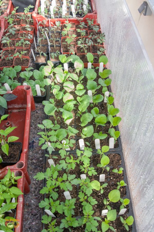 plants 2 18 février 2020