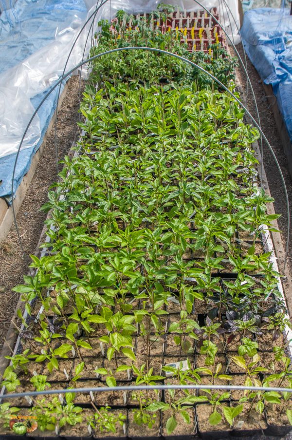 plants serre 31 mars 2020