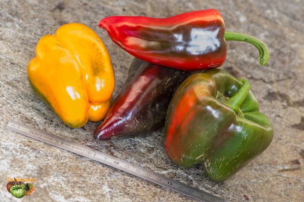 poivrons 08 novembre 2019