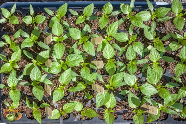 poivrons plants 18 février 2020
