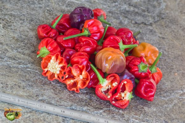 pumpkin chili 26 août 2019 4
