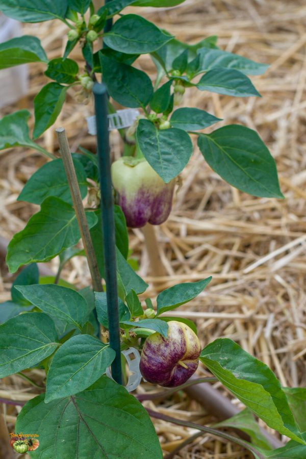 purple smudge gold 24 mai 2022