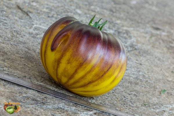 purpura rits 30 août 2019 3