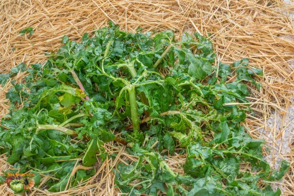 rhubarbe grele 01 juillet 2019 14