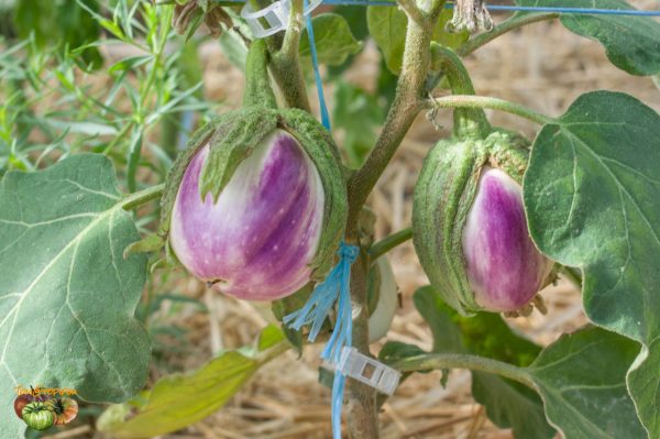 rosita 16 juillet 2019