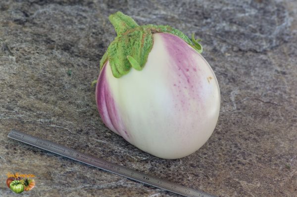 rosita 23 août 2019 3