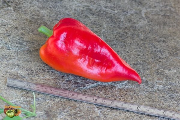 roter augsburger 26 août 2019