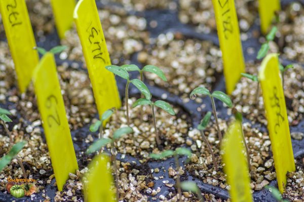 semis plant 21 mars 2020