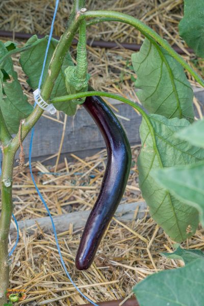 snake of mugla 29 juin 2022