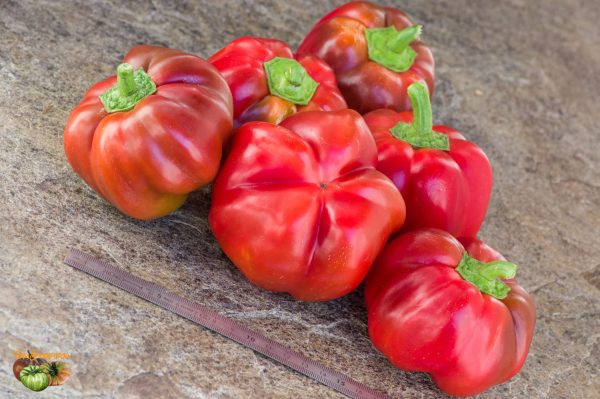 super red pimento 20 septembre 2019 2