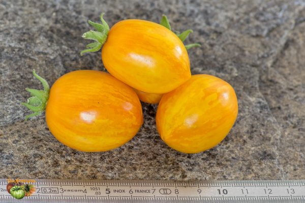 tigerette yellow cherry 09 juillet 2019 2