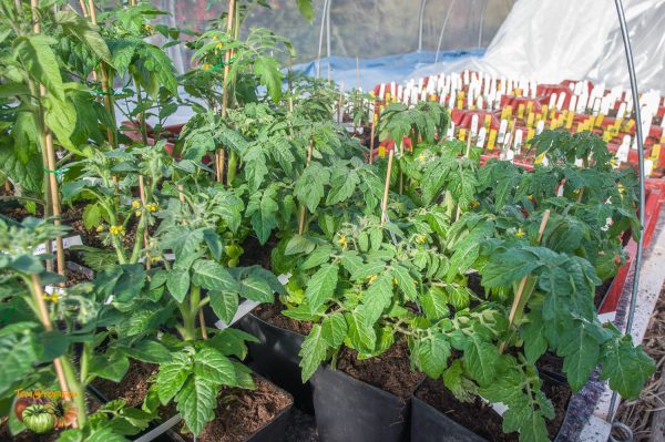 tomates precoce 31 mars 2020