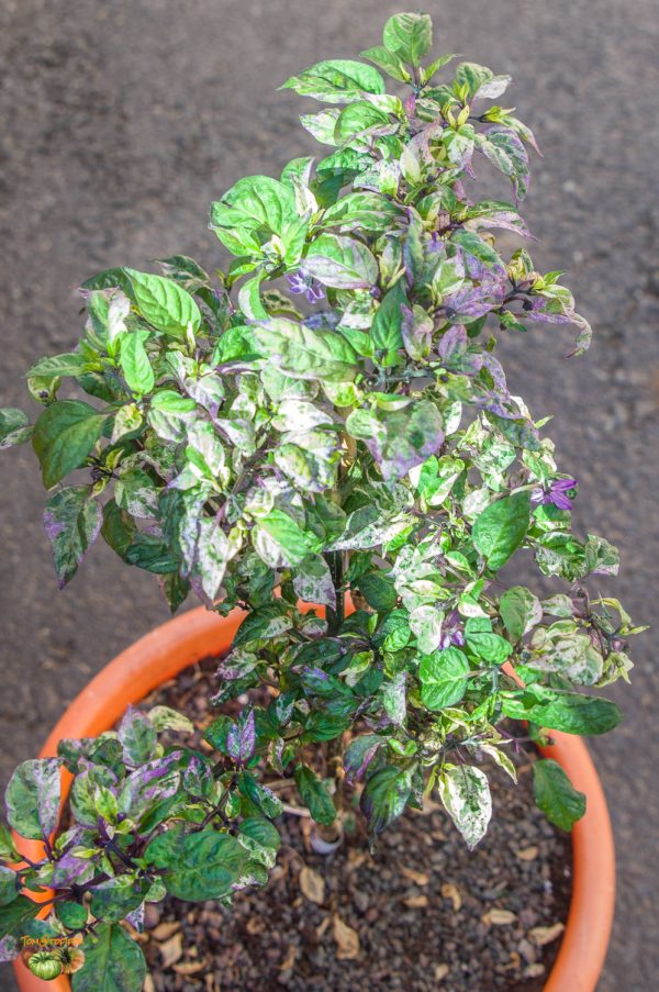 tricolor variegata 18 février 2020 2