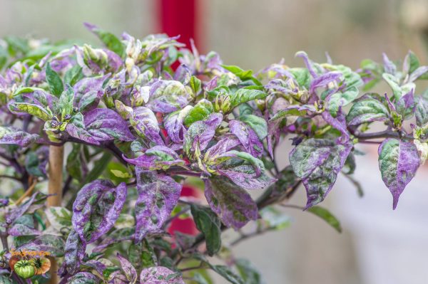 tricolor variegata 21 mars 2020