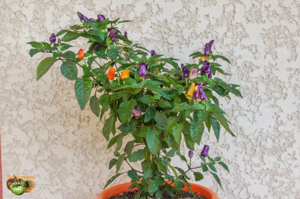 trinidad purple coffee 28 août 2019 2