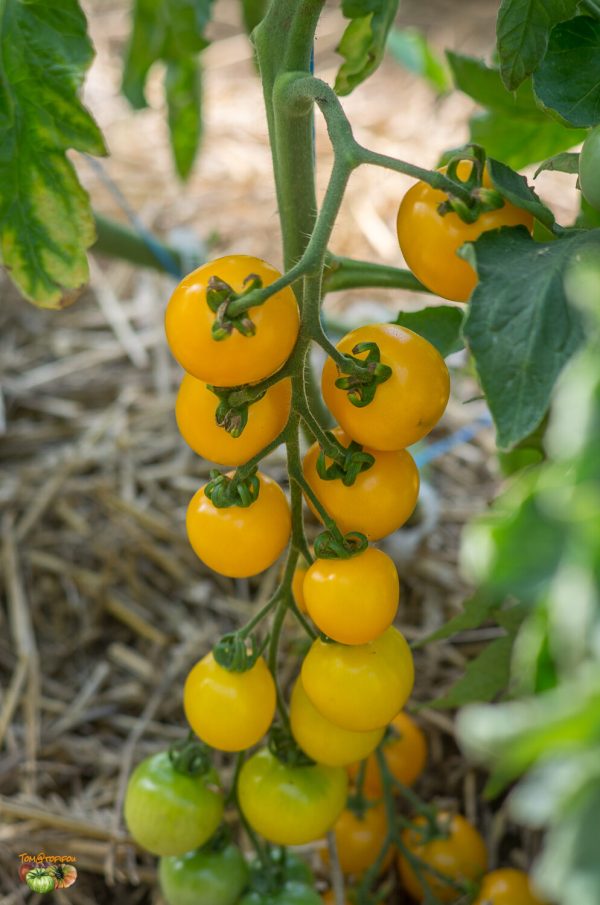 amish cherry