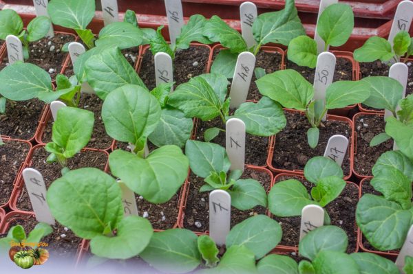 aubergines 06 février 2019