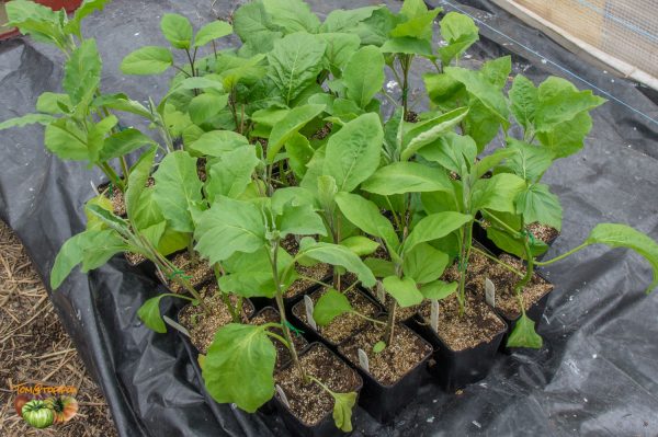 aubergines 09 mars 2019 2