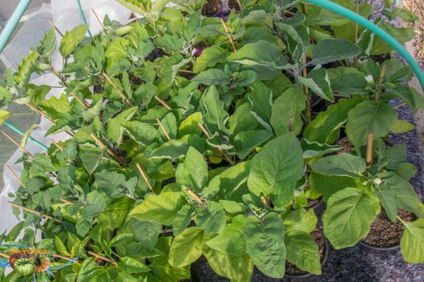 aubergines 14 avril 2019