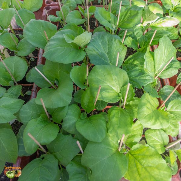aubergines 18 février 2019
