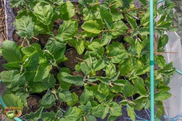 aubergines 28 mars 2019