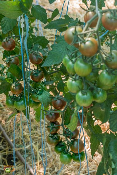 black cherry 09 juillet 2022 2