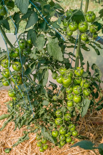 ciliegino nero di turcia 10 juillet 2022 2