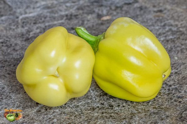dunjasha
