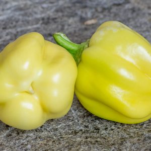 dunjasha