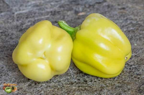 dunjasha