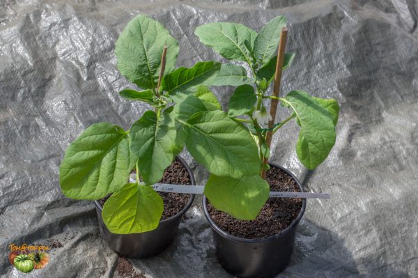 dwarf lime 28 mars 2019 4 2